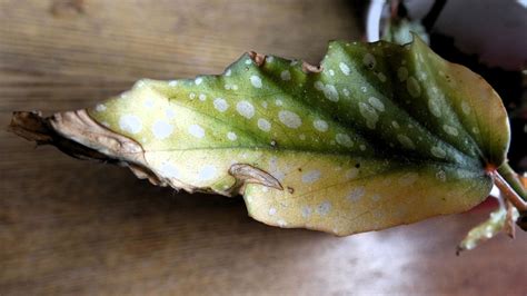 begonia white spots on leaves|More.